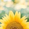 sunflowerkp